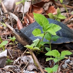 Chelodina longicollis at Penrose, NSW - suppressed