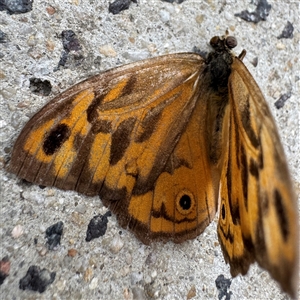 Heteronympha merope at Russell, ACT - 9 Dec 2024