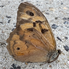 Heteronympha merope at Russell, ACT - 9 Dec 2024