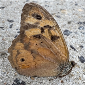 Heteronympha merope at Russell, ACT - 9 Dec 2024 02:41 PM