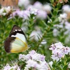 Appias paulina (Yellow Albatross) at Penrose, NSW - 9 Dec 2024 by Aussiegall