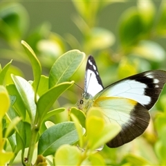 Appias paulina at Penrose, NSW - suppressed