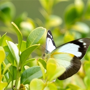 Appias paulina at Penrose, NSW - suppressed