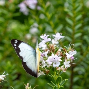 Appias paulina at Penrose, NSW - suppressed