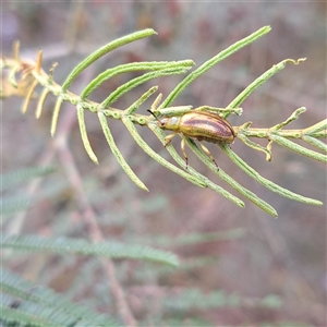 Calomela juncta (Leaf beetle) at Watson, ACT by abread111