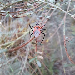 Gminatus australis (Orange assassin bug) at Watson, ACT - 9 Dec 2024 by abread111