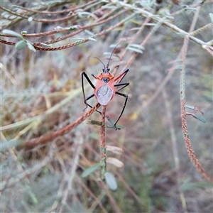 Gminatus australis (Orange assassin bug) at Watson, ACT by abread111