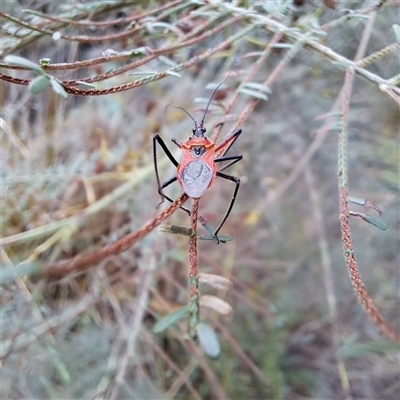 Gminatus australis (Orange assassin bug) at Watson, ACT - 9 Dec 2024 by abread111