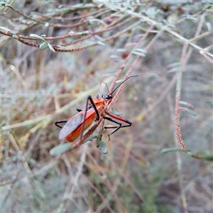 Gminatus australis at Watson, ACT - 9 Dec 2024 04:38 PM