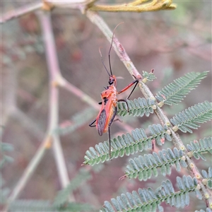 Gminatus australis at Watson, ACT - 9 Dec 2024 04:38 PM