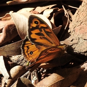 Heteronympha merope at Emerald, VIC - suppressed