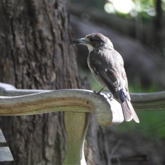 Cracticus torquatus (Grey Butcherbird) at Emerald, VIC - 8 Dec 2024 by GlossyGal