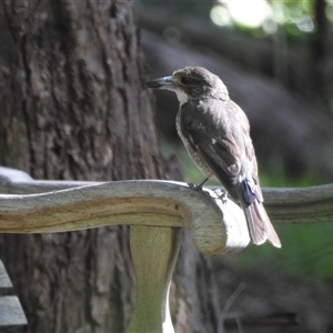 Cracticus torquatus at Emerald, VIC - suppressed