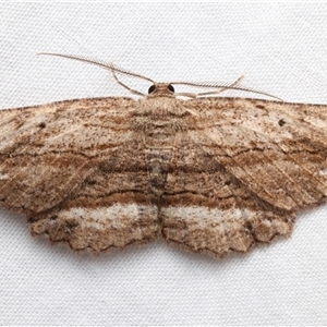 Unidentified Geometer moth (Geometridae) at Rosedale, NSW by jb2602