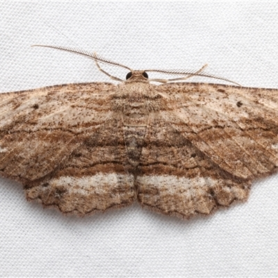 Hypomecis agoraea (Uniform Bark Moth) at Rosedale, NSW - 9 Dec 2024 by jb2602