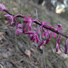 Dipodium punctatum (Blotched Hyacinth Orchid) at Pearce, ACT - 9 Dec 2024 by stofbrew