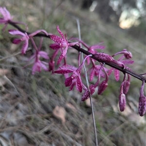 Dipodium punctatum at Pearce, ACT - 9 Dec 2024