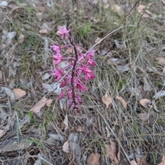 Dipodium punctatum at Pearce, ACT - 9 Dec 2024