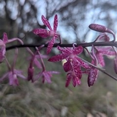 Dipodium punctatum at Pearce, ACT - suppressed