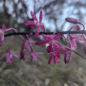 Dipodium punctatum at Pearce, ACT - 9 Dec 2024