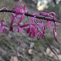 Dipodium punctatum at Pearce, ACT - 9 Dec 2024