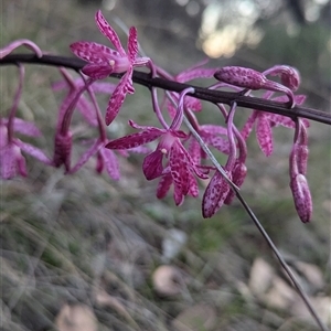 Dipodium punctatum at Pearce, ACT - 9 Dec 2024