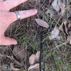 Dipodium punctatum at Pearce, ACT - suppressed