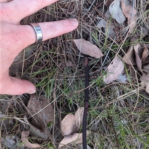 Dipodium punctatum at Pearce, ACT - suppressed