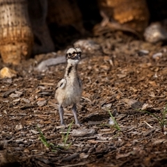 Burhinus grallarius (Bush Stone-curlew) at Yeppoon, QLD - 9 Dec 2024 by trevsci