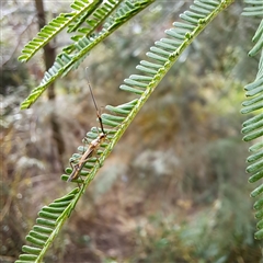 Unidentified Grasshopper, Cricket or Katydid (Orthoptera) at Watson, ACT - 9 Dec 2024 by abread111