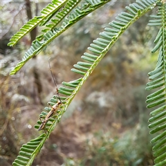 Rayieria acaciae at Watson, ACT - 9 Dec 2024