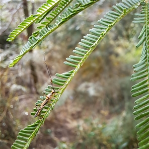 Rayieria acaciae at Watson, ACT - 9 Dec 2024