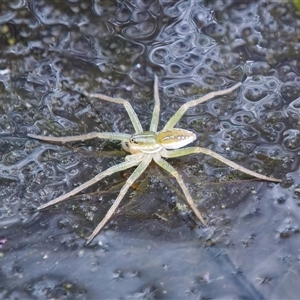 Dolomedes facetus at Chisholm, ACT - 9 Dec 2024