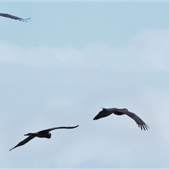 Zanda funerea (Yellow-tailed Black-Cockatoo) at Tahmoor, NSW - 9 Dec 2024 by Freebird