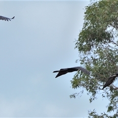 Zanda funerea at Tahmoor, NSW - 9 Dec 2024 04:06 PM