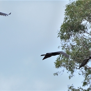 Zanda funerea at Tahmoor, NSW - 9 Dec 2024 04:06 PM