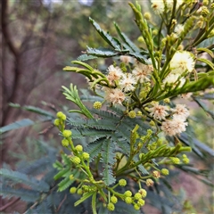 Acacia parramattensis (Parramatta Green Wattle) at Watson, ACT - 8 Dec 2024 by abread111