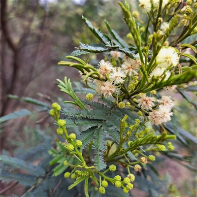 Acacia parramattensis (Parramatta Green Wattle) at Watson, ACT - 9 Dec 2024 by abread111