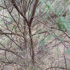 Acacia parramattensis at Watson, ACT - 9 Dec 2024