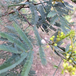 Acacia parramattensis at Watson, ACT - 9 Dec 2024