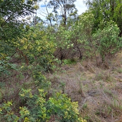 Acacia parramattensis at Watson, ACT - 9 Dec 2024 10:48 AM