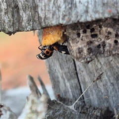 Episcaphula pictipennis at Bungendore, NSW - suppressed