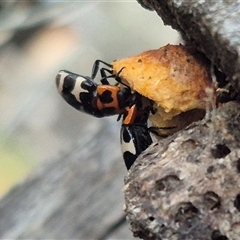 Episcaphula pictipennis at Bungendore, NSW - suppressed