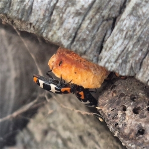 Episcaphula pictipennis at Bungendore, NSW - suppressed