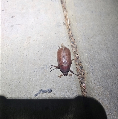 Scarabaeidae (family) at Bywong, NSW - 9 Dec 2024 by Alihumphreys