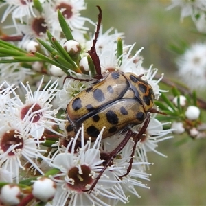 Neorrhina punctata (Spotted flower chafer) at Kambah, ACT by HelenCross