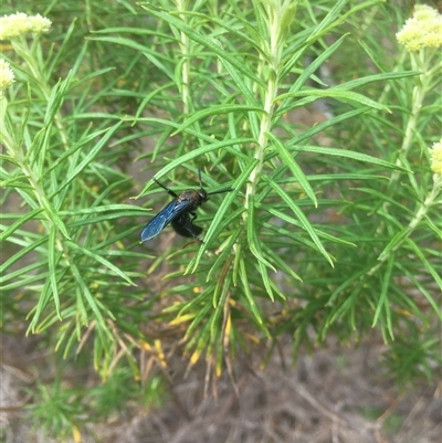 Austroscolia soror (Blue Flower Wasp) at Bredbo, NSW - 28 Nov 2024 by WhiteRabbit