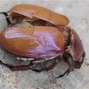 Anoplognathus montanus at Ngunnawal, ACT - 9 Dec 2024 05:04 PM