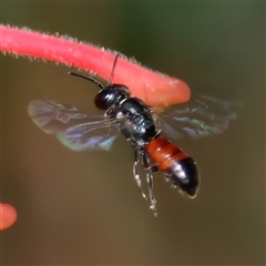 Hylaeus (Prosopisteron) littleri (Hylaeine colletid bee) at Chisholm, ACT - 9 Dec 2024 by RomanSoroka