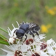 Anthoboscinae sp. (subfamily) (Flower wasp) at Kambah, ACT - 9 Dec 2024 by HelenCross